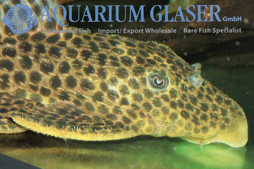 L234a ein neuer Megalancistrus Aquarium Glaser GmbH